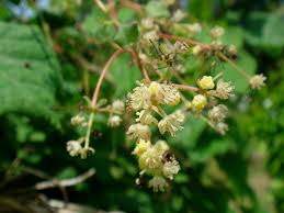 Attēlu rezultāti vaicājumam “Menispermum dauricum”