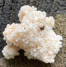 Attēlu rezultāti vaicājumam “Comatricha elegans var. microspora”