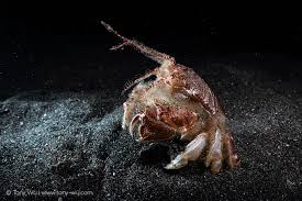 Attēlu rezultāti vaicājumam “Hamatocaulis lapponicus”