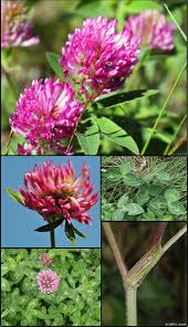 Attēlu rezultāti vaicājumam “Trifolium”