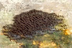 Attēlu rezultāti vaicājumam “Comatricha pulchella”