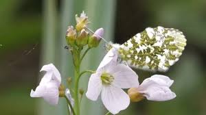 Attēlu rezultāti vaicājumam “Anthocharis cardamines underside”