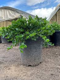 Attēlu rezultāti vaicājumam “Herniaria glabra”