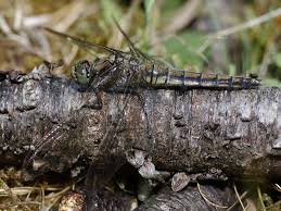 Attēlu rezultāti vaicājumam “Orthetrum cancellatum”