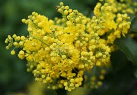 Attēlu rezultāti vaicājumam “Mahonia aquifolium bud”