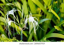 Attēlu rezultāti vaicājumam “Amarillidaceae”