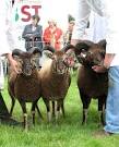 The breed was developed during the early years of the twentieth century by - via Daymix
