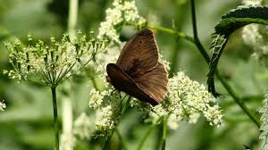 Attēlu rezultāti vaicājumam “Maniola jurtina male”