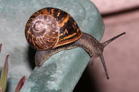 Attēlu rezultāti vaicājumam “Helicidae”