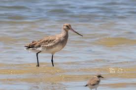 Image result for Limosa haemastica