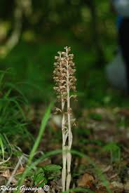 Attēlu rezultāti vaicājumam “Neottia nidus-avis”