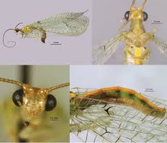 Attēlu rezultāti vaicājumam “Chrysopidae”