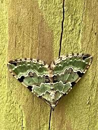 Attēlu rezultāti vaicājumam “Colostygia pectinataria male”