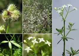 Attēlu rezultāti vaicājumam “Galium palustre”