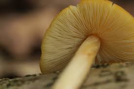 Attēlu rezultāti vaicājumam “Pluteus leoninus”