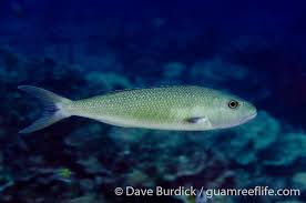 Image result for Aprion virescens