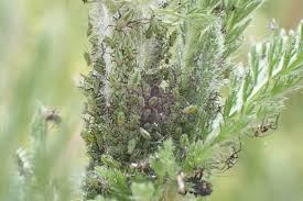 Attēlu rezultāti vaicājumam “Macrosiphoniella millefolii”