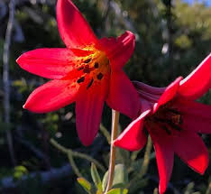 Image result for Lilium martagon `Chameleon`