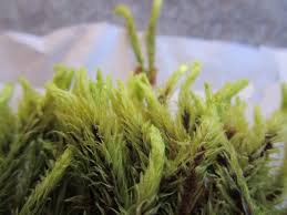 Attēlu rezultāti vaicājumam “Aulacomnium palustre”