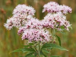 Attēlu rezultāti vaicājumam “Valeriana officinalis flower”