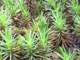 Attēlu rezultāti vaicājumam “Polytrichales”