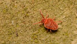 Attēlu rezultāti vaicājumam “Acari”