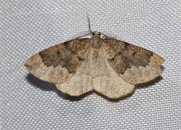 Attēlu rezultāti vaicājumam “Epirranthis diversata imago”