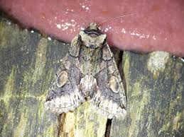 Attēlu rezultāti vaicājumam “Allophyes oxyacanthae”