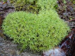 Attēlu rezultāti vaicājumam “Bartramia pomiformis”