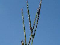 Attēlu rezultāti vaicājumam “Digitaria ischaemum”