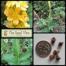 Image result for Agrimonia eupatoria