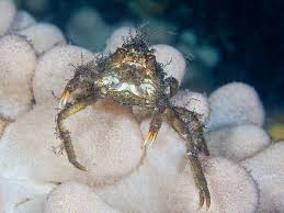 Image result for Hyas araneus