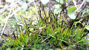 Attēlu rezultāti vaicājumam “Phaeoceros laevis subsp. carolinianus”