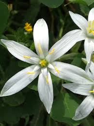 Attēlu rezultāti vaicājumam “Ornithogalum umbellatum flower”