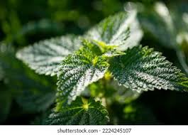 Attēlu rezultāti vaicājumam “Urticaceae”