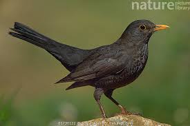 Attēlu rezultāti vaicājumam “Turdus merula male”