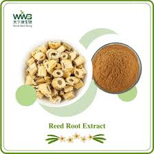 Attēlu rezultāti vaicājumam “Phragmites communis fruit”