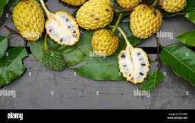 Attēlu rezultāti vaicājumam “Fruticola fruticum”