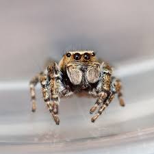 Attēlu rezultāti vaicājumam “Evarcha falcata male”