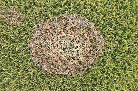 Attēlu rezultāti vaicājumam “Dianema nivale spores”