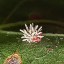 Attēlu rezultāti vaicājumam “Torrubiella arachnophila”