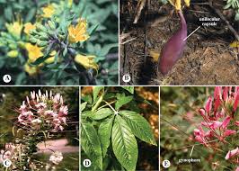 Attēlu rezultāti vaicājumam “Tropaeolum majus fruit”