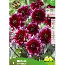 Image result for Dahlia Darkarin`