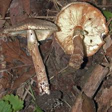 Attēlu rezultāti vaicājumam “Lepiota aspera”