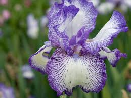 Image result for Iris