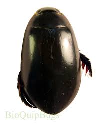 Attēlu rezultāti vaicājumam “Hydrophilidae”