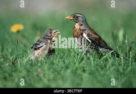 Attēlu rezultāti vaicājumam “Turdus pilaris juvenile”
