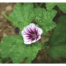 Image result for Malva sylvestris 'Zebrina'