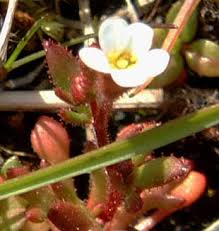 Attēlu rezultāti vaicājumam “Saxifraga tridactylites fruit”