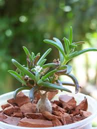 Attēlu rezultāti vaicājumam “Diderma montanum macro”